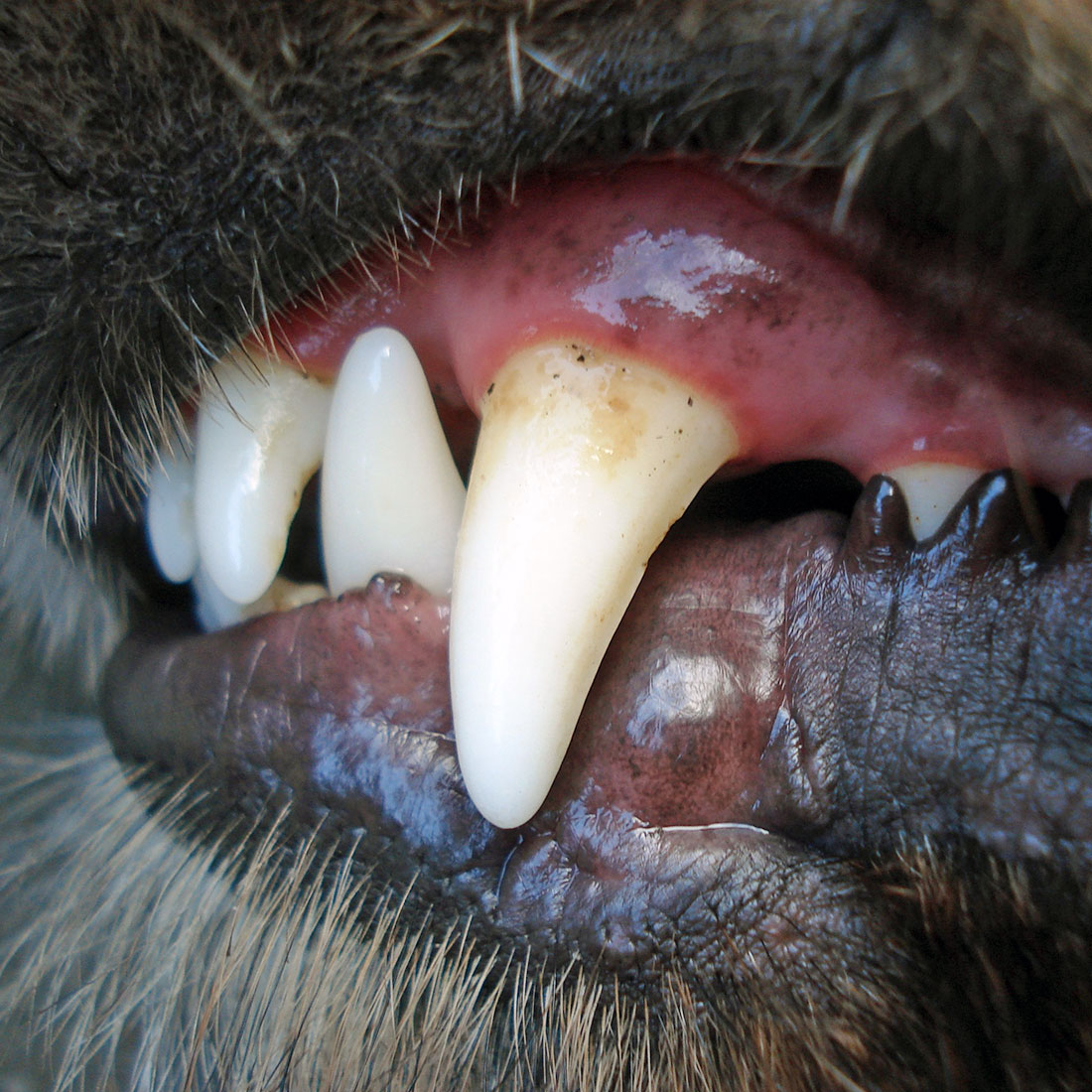 Warum auch Hunde Zähne putzen müssen Wildborn Blog