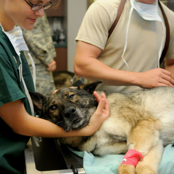 So erkennst du eine Magendrehung beim Hund Wildborn Blog