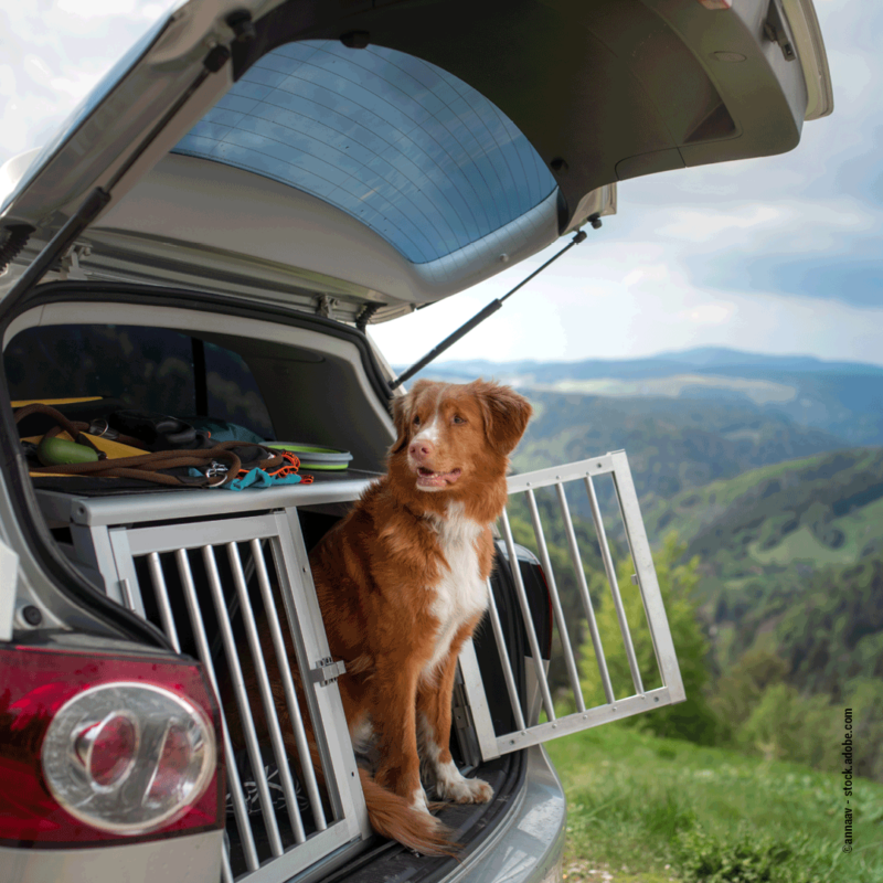 Mit Hund im Auto unterwegs - Wildborn Blog