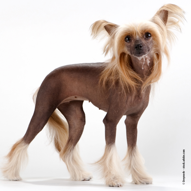 Rasseportrait: Chinese Crested - Wildborn Blog