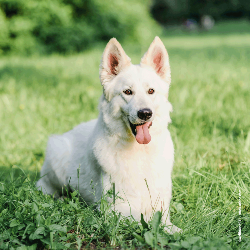 Rasseportrait: Weißer Schweizer Schäferhund - Wildborn Blog