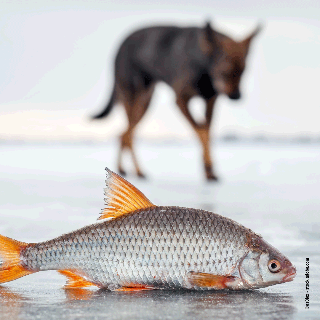 Darum ist Fisch gesund für deinen Hund (Wildborn Fisch Leckerbissen