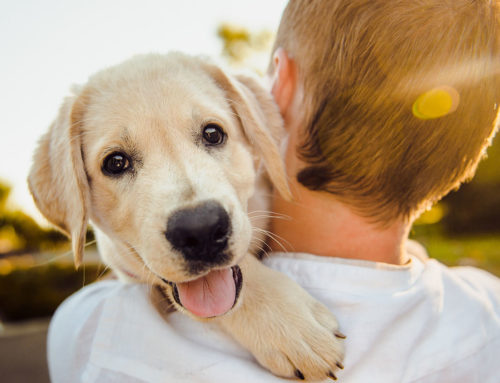Abholung deines Hundewelpen – Tipps für den ersten Tag
