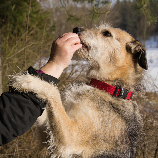 Hundetricks So lernt dein Hund etwas festhalten Wildborn Blog