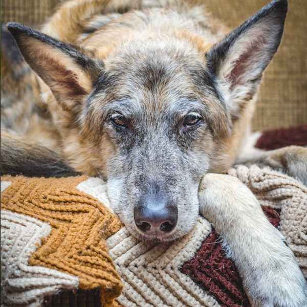 Anzeichen für Arthrose beim Hund Wildborn Blog