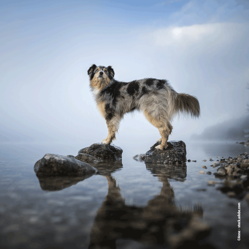 Ist Dein Hund wasserscheu? Wildborn Blog