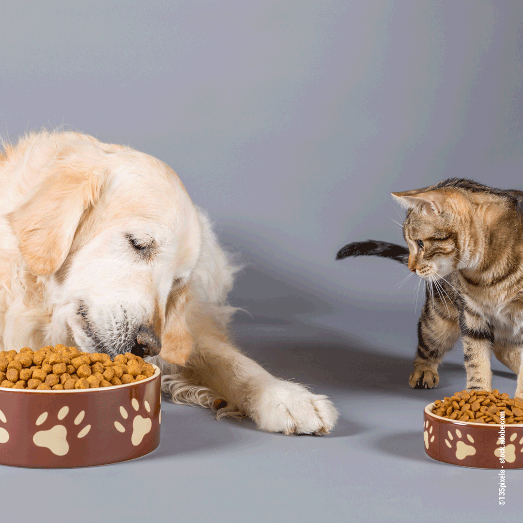 Weshalb Dein Hund kein Katzenfutter fressen sollte Wildborn Blog