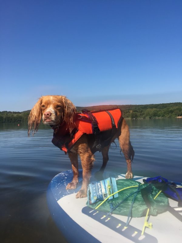 Stand up Paddle mit dem Hund Die beste Aktivität bei Hitze