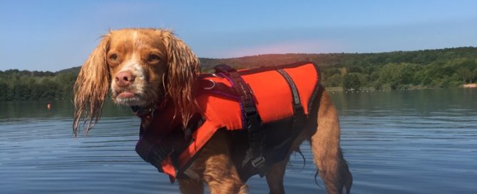 Wildborn Hundefutter bei Hitze