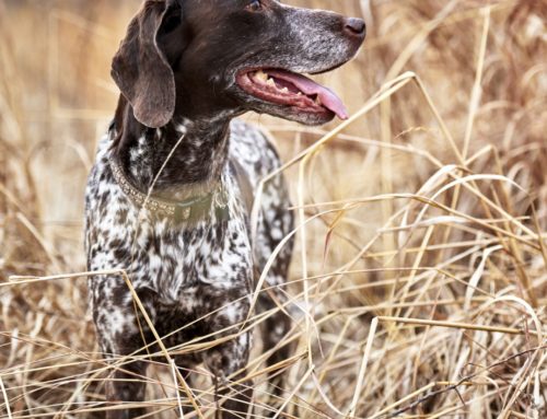 Hundeleine Für Große Hunde Pet Welpe Walking Training Seil Big