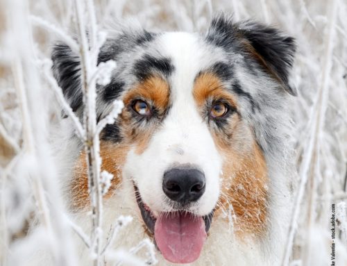 Winterlicher Hundespaziergang