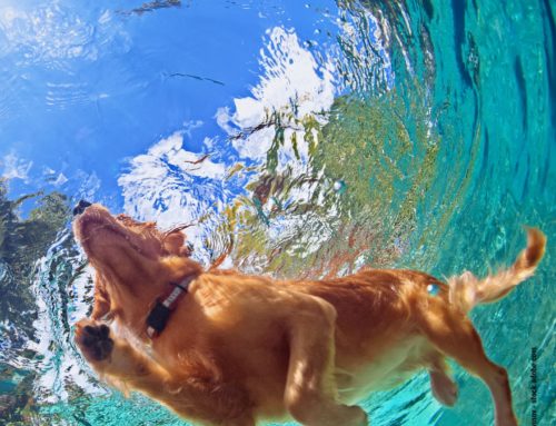 Badevergnügen für Hunde