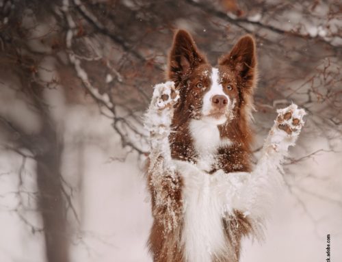 Winterfeste Hundepfoten