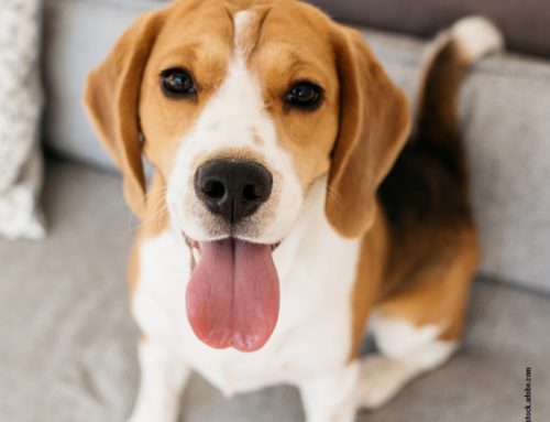 Der Beagle im Porträt