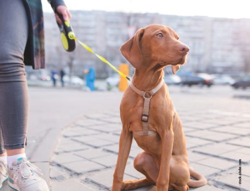 Hunde und das City-Leben
