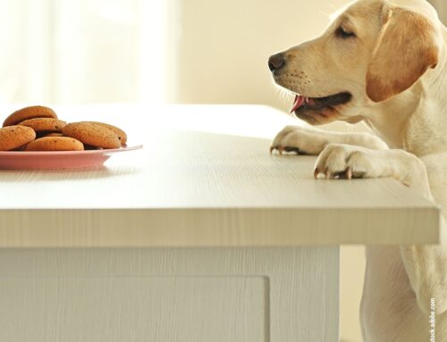 Ist es schädlich, meinen Hund vom Tisch zu füttern?