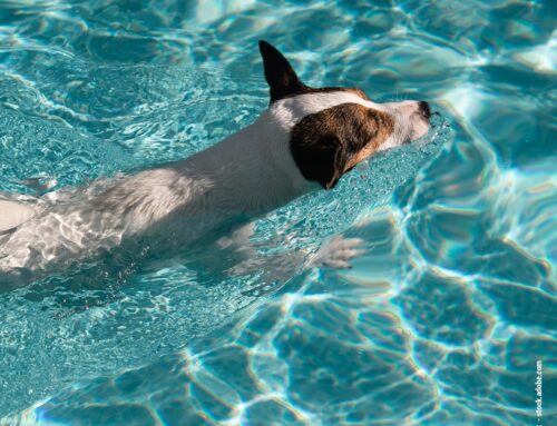 Kann mein Hund das Schwimmen lernen?