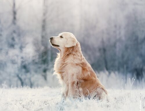 Gesunde Winterernährung für Hunde