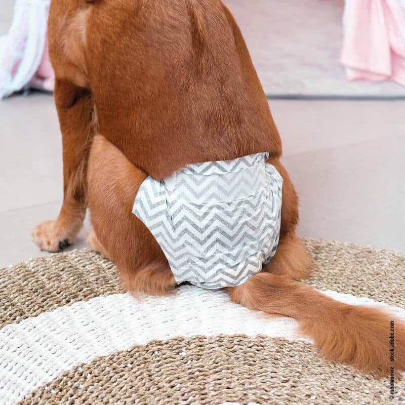 Die Periode beim Hund Wildborn Blog