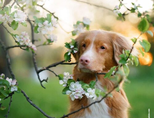 Hundefotografie im Frühling