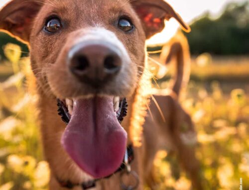 Der Einfluss von Sonnenlicht auf Hunde