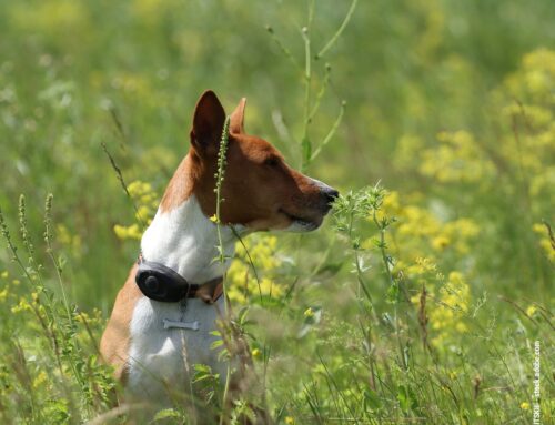 Hunde und Hightech-Gesundheit: Moderne Technologien zur Überwachung der Hundegesundheit