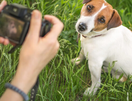 Kreative Outdoor-Abenteuer mit eurem Hund: Spaß und Kunst im Freien