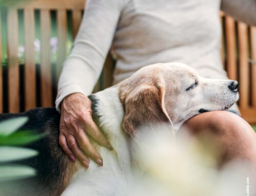 Mental Health für Hunde: Stressbewältigung und Entspannungstechniken