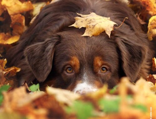 Herbstblätter: Vorsicht vor Parasiten