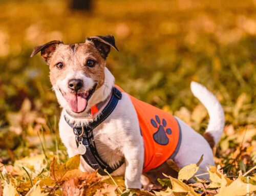 Sicherheitstipps für den Herbst: So schützt ihr euren Hund in der kühlen Jahreszeit