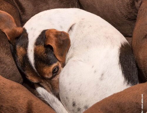 Vorbereitung auf Herbststürme und -unwetter mit Hund