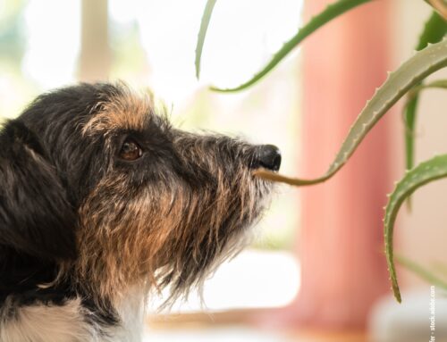 Giftige Zimmerpflanzen für den Hund: Gefahr im eigenen Zuhause