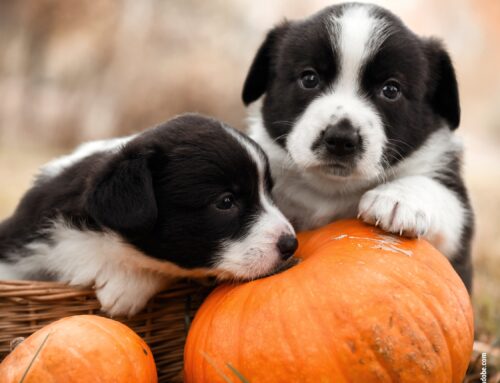 Herbstliche Ernährung: Gesunde und saisonale Snacks für Hunde im Herbst