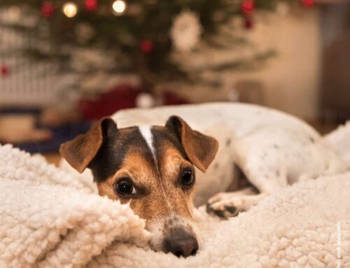 Feiertagsvorbereitungen: So bleibt euer Hund sicher und glücklich