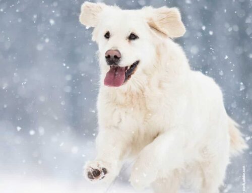 Karneval der Sinne: Wie Hunde die Welt im Winter erleben