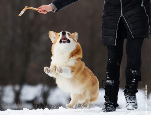 Winteraktivitäten für Hunde: Spaß im Schnee für Vierbeiner