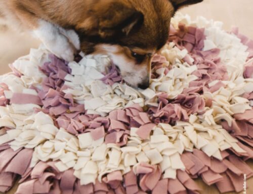 DIY-Spielzeuge: Beschäftigungsideen für Hunde aus Alltagsgegenständen