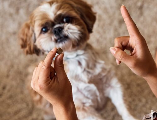 Kreative Beschäftigungsideen für Hunde mit wenig Platz zu Hause