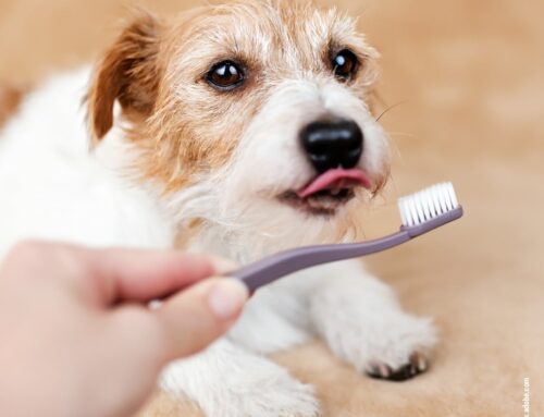 Die richtige Zahnpflege: Warum Mundhygiene für Hunde so wichtig ist