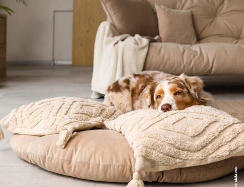 Hunde alleine lassen: Wie viel Zeit ist okay und wie bereitet ihr sie darauf vor?