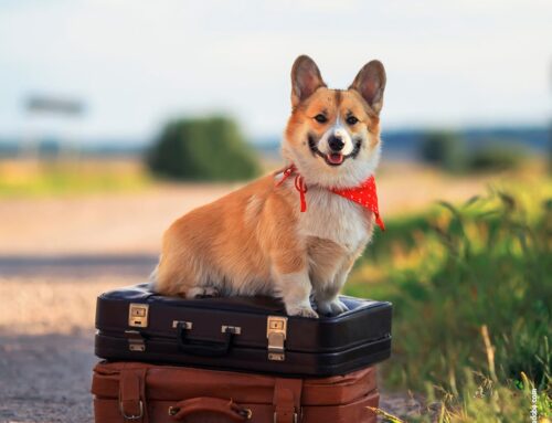 Frühlingsreisen mit Hund: Planung und Vorbereitung für unterwegs