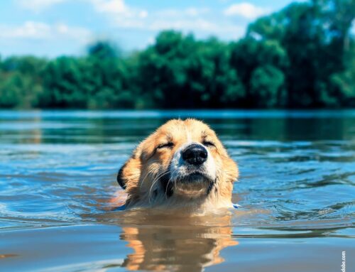 Badespaß mit Hund: Sicheres Schwimmen im See oder Meer