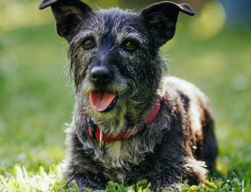 Hunde im Alter: Wie ihr euren Seniorhund unterstützt und verwöhnt
