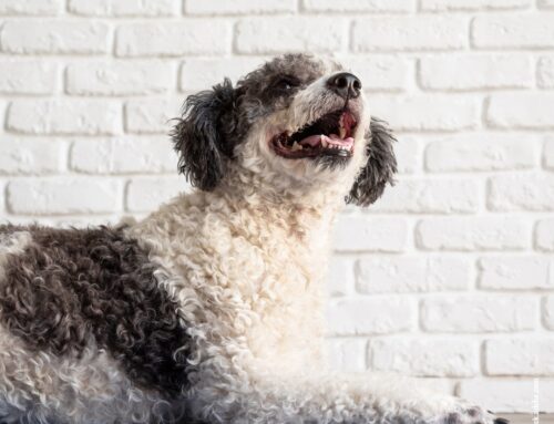 Hunde und Hitze: Wie ihr euren Hund im Sommer kühl haltet