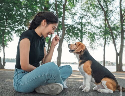 Kommunikation zwischen Mensch und Hund: Können Hunde uns verstehen?