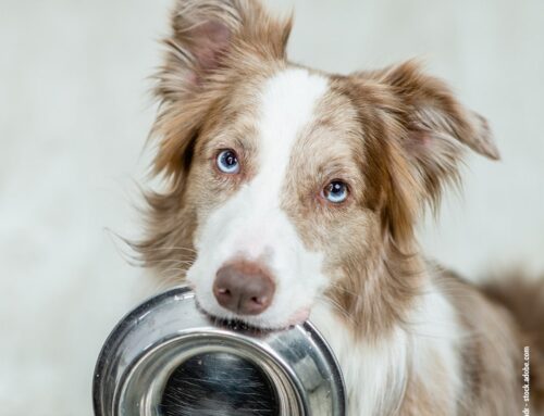 Superfoods für Hunde: Welche Lebensmittel besonders gesund sind