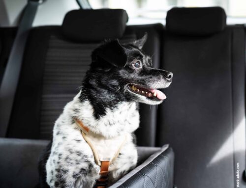 Hunde und Autofahrten: So vermeidet ihr Stress beim Reisen