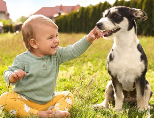 Hunde und Babys: So gelingt das Zusammenleben