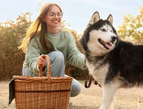 Hundewanderungen & Picknickspaß: So gelingt der Ausflug in die Natur