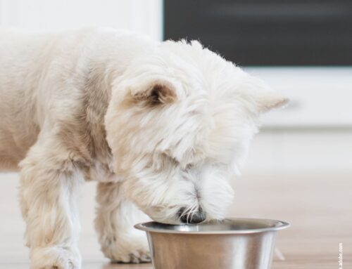 Mikrobiom des Hundes: Warum eine gesunde Darmflora so wichtig ist